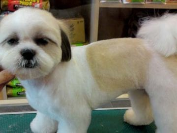 9 Styling Tips For Your Shih Tzu