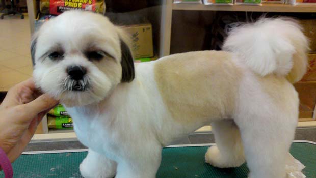 9 Styling Tips For Your Shih Tzu