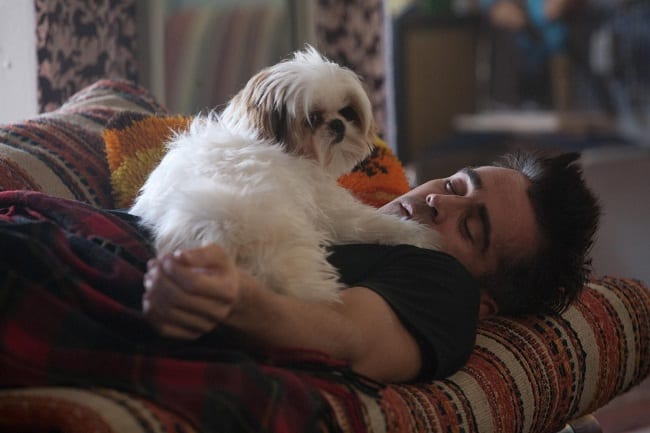 Colin Farell  - Famous Personalities  Shih Tzu