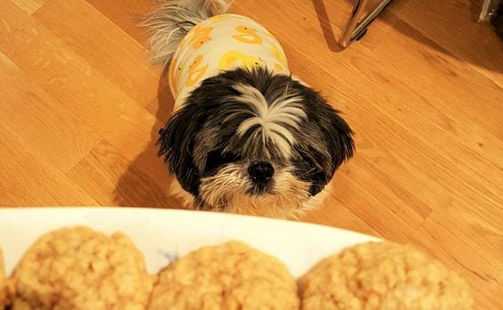 Mistakes  Avoid As A New Shih Tzu Parent