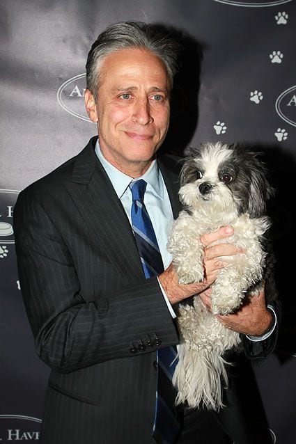 Jon Stewart  - Famous Personalities  Shih Tzu