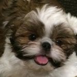 4 Ways To Know Your Shih Tzu's Nature