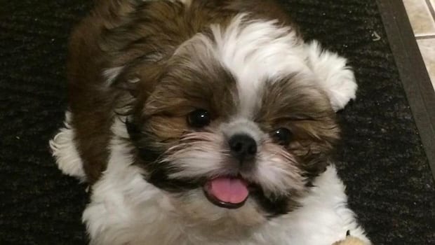 4 Ways To Know Your Shih Tzu's Nature