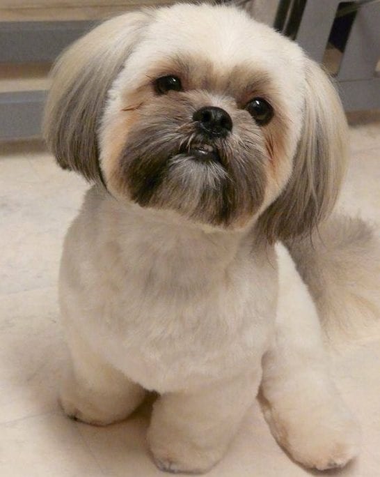 shih tzu lion haircut