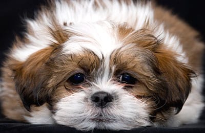 shih tzu cancer signs unusual odour look