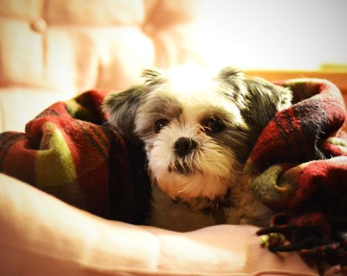 Sneezing and coughing - Shih Tzu Cancer