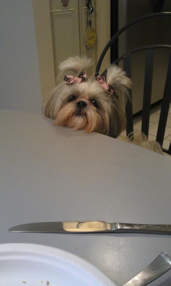 Shih tzu asking for a treat