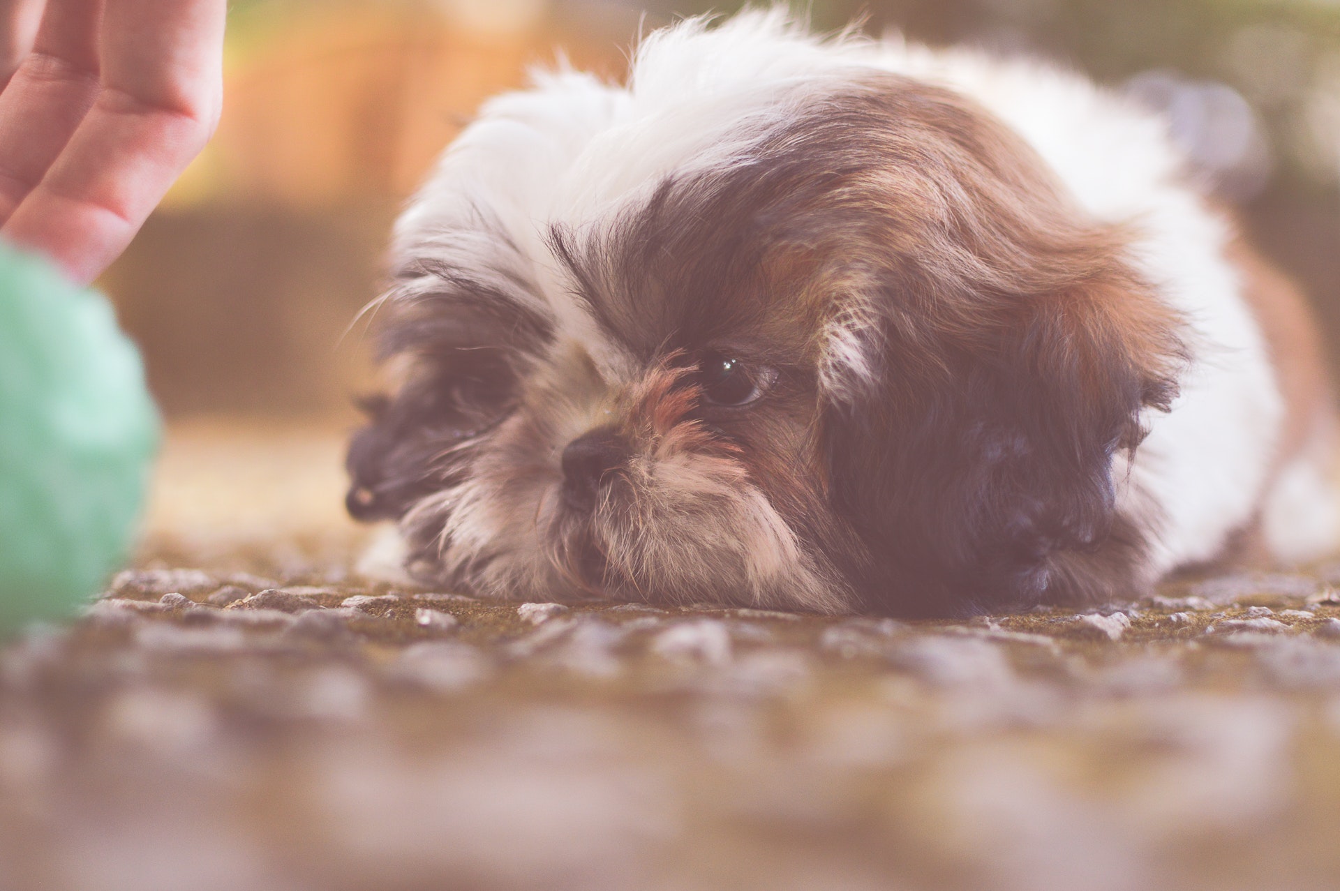 Cute Shih Tzu Doing Tricks