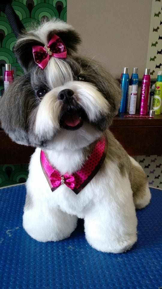 Shih tzu in pink