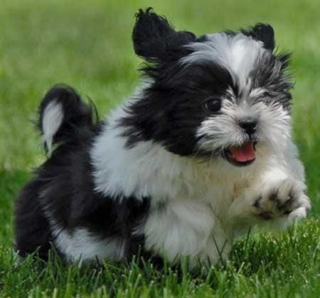 Shih tzu barking