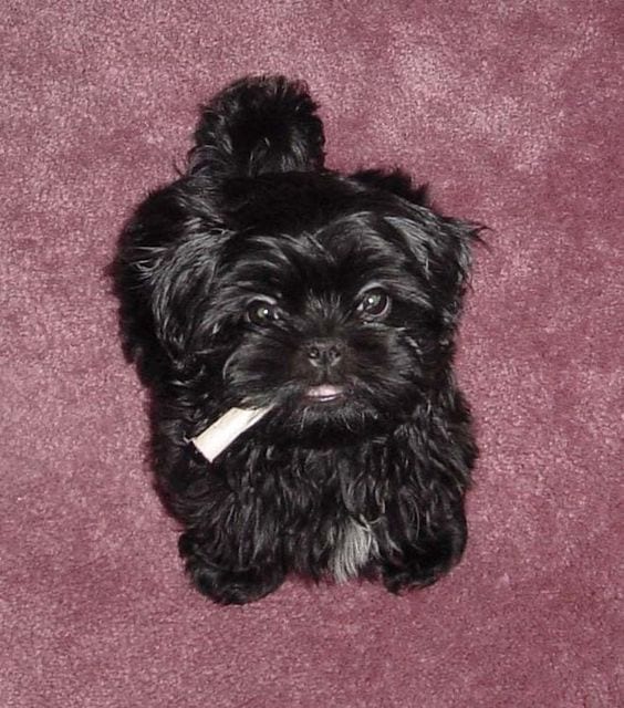 are black shih tzus rare