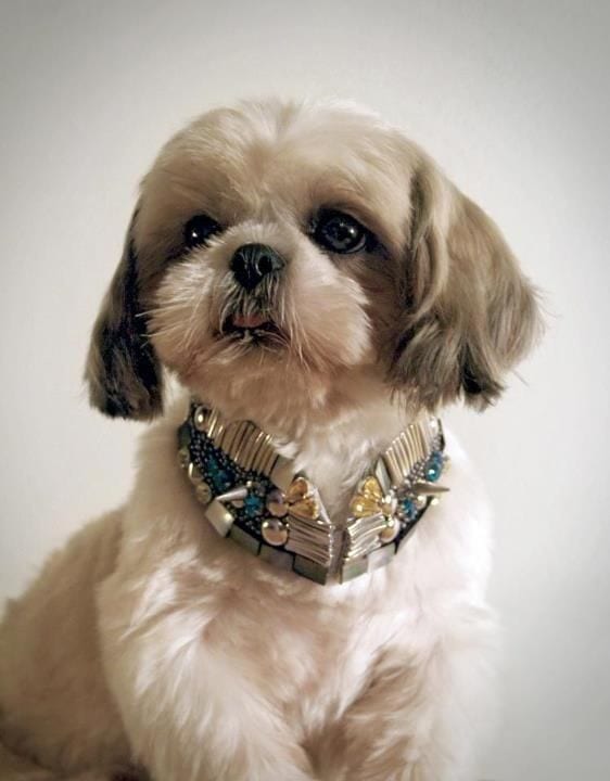 shih tzu with a bling