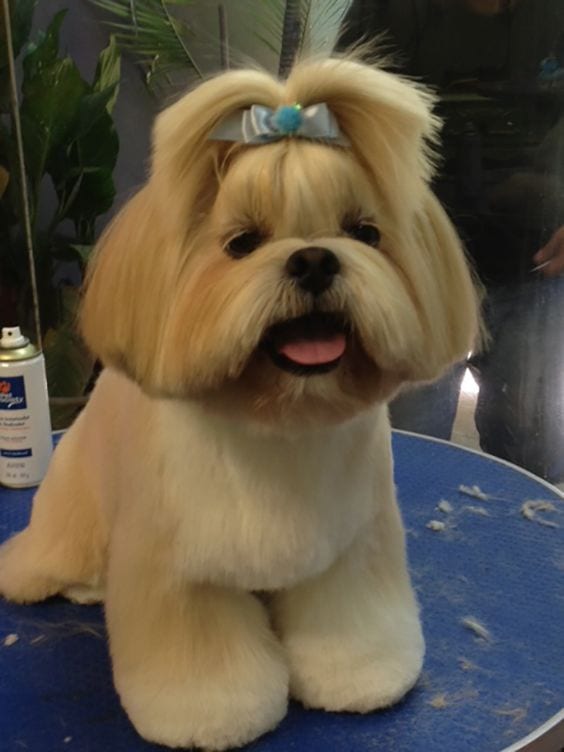 shih tzu with a cute hair