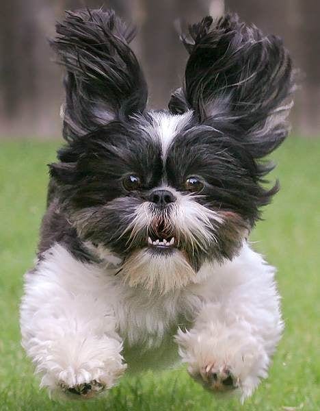 4 Ways To Know Your Shih Tzu's Nature