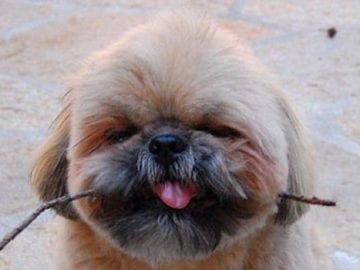 6 Heartwarming Attributes Of Shih Tzu Puppies