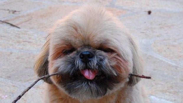 6 Heartwarming Attributes Of Shih Tzu Puppies