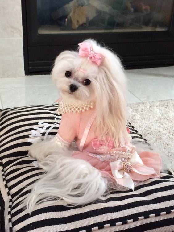 shih tzu with a pink outfit