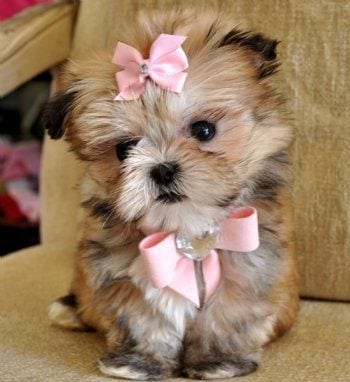 shih tzu with a cute bow