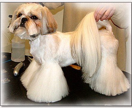 Shih tzu dog hair style hires stock photography and images  Alamy