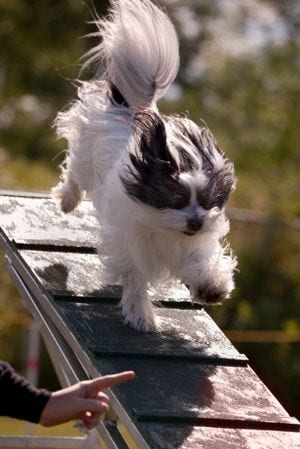  Avoid As A New Shih Tzu Parent