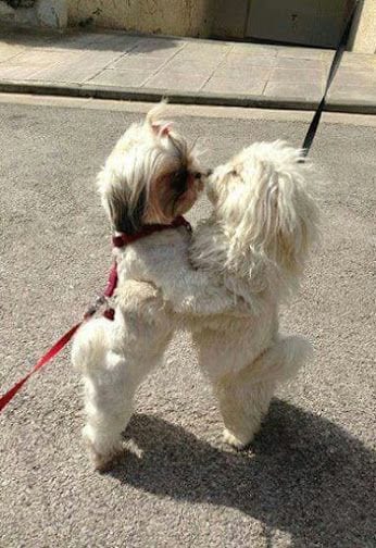 Important To Socialize Your Shih Tzu