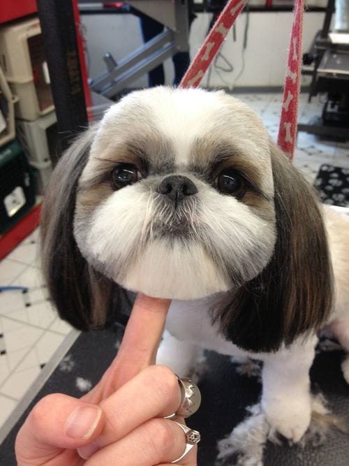 shih tzu with a round eyes