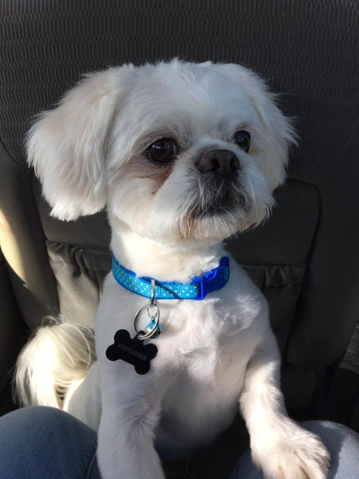 shih tzu with  a blue colar