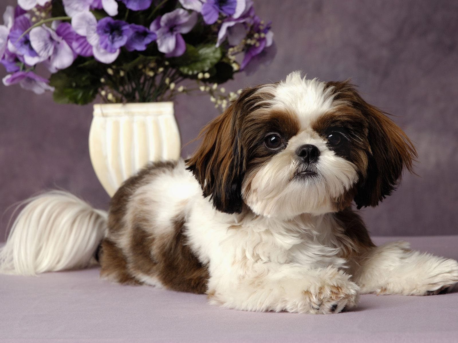 79+ Cute Shih Tzu Puppies White