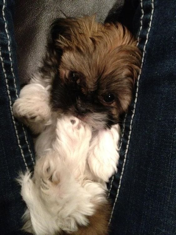  A New Shih Tzu Parent