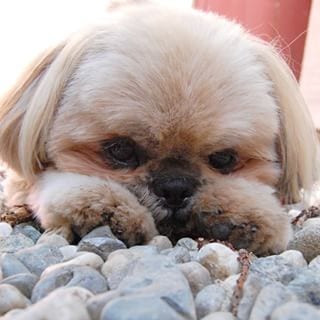 Mistakes To Avoid As A New Shih Tzu 