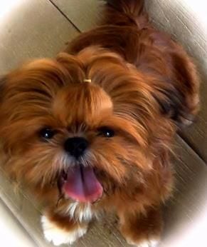 red brindle shih tzu