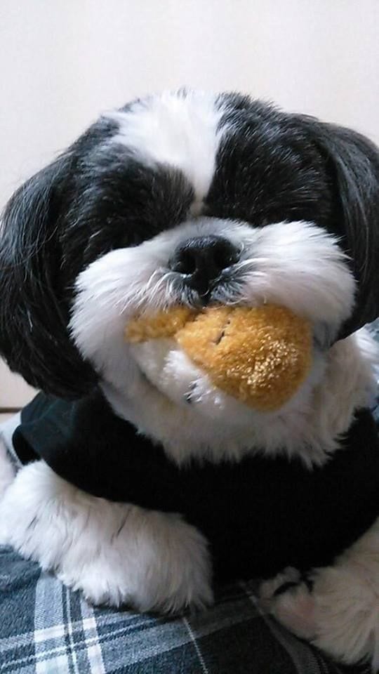 Shih tzu chewing