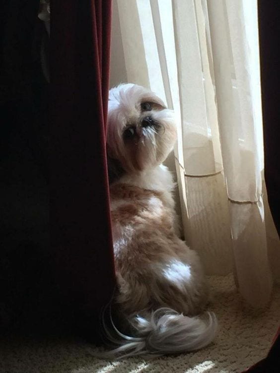 Wondering shih tzu