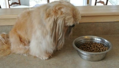 Loss of appetite -Shih Tzu Cancer