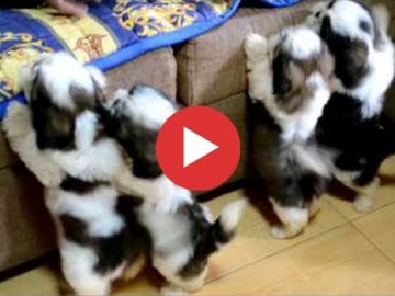 The Best Birthday Gift Ever - Shih Tzu Puppies!