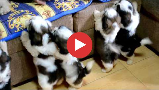 The Best Birthday Gift Ever - Shih Tzu Puppies!