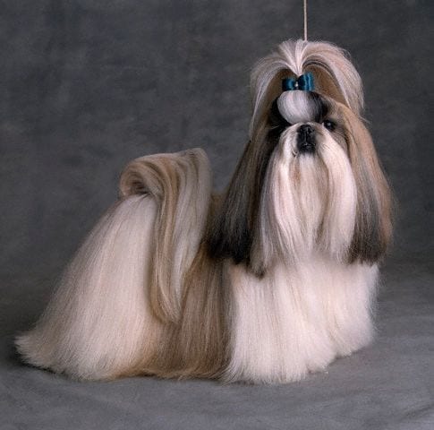 Shih Tzu Haircuts - Top 6 Beautiful Shih Tzu Haircuts! - Page 2 of 3