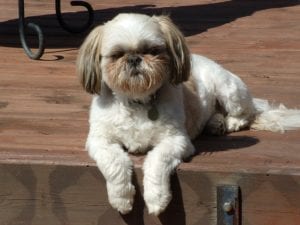 Shih Tzu Haircuts - Shih Tzu Haircuts Best 6 - Shih Tzu Buzz