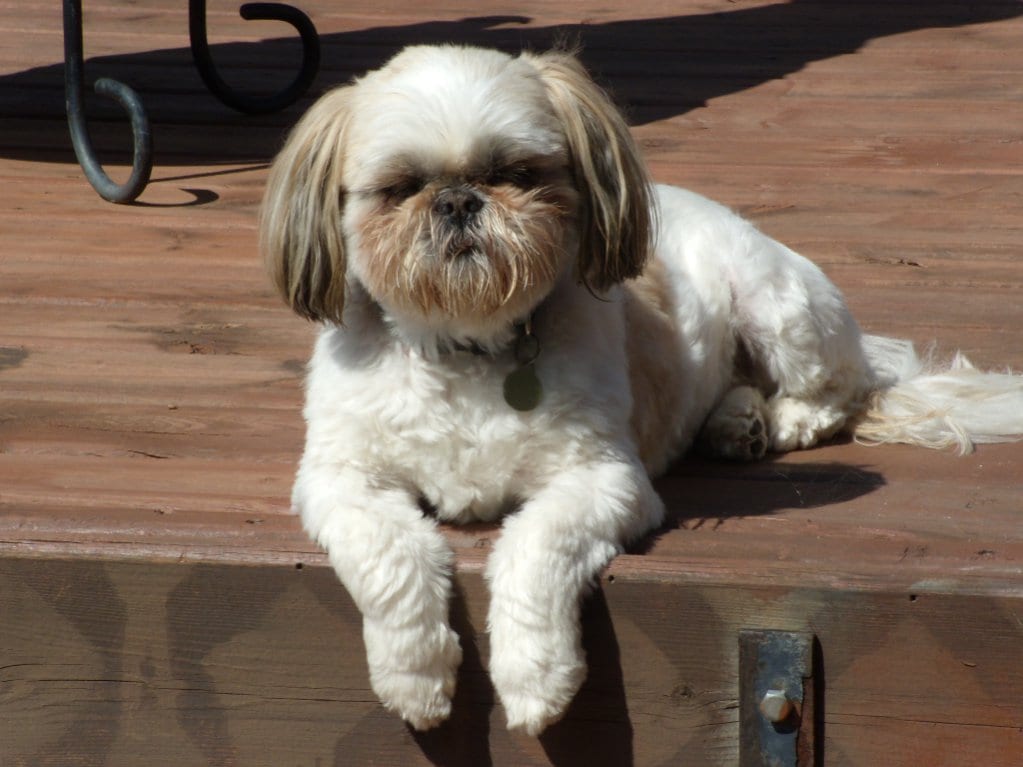 77+ Shih Tzu Lion Cut