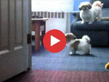 Two Adorable Shih Tzu Brothers Playing Together