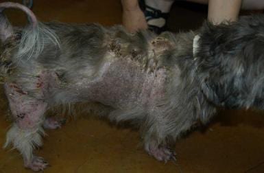 Sores that are not healing - Shih Tzu Cancer