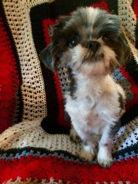 Sudden loss of weight - Shih Tzu Cancer