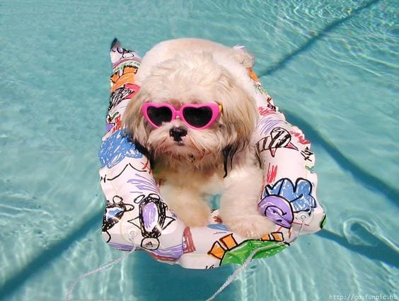 Shih tzu swimming activity