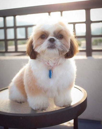 teddy bear face shih tzu