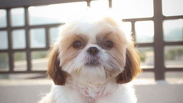 teddy bear faces shih tzu puppies