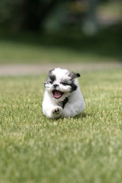 6 Heartwarming Attributes Of Shih Tzu Puppies