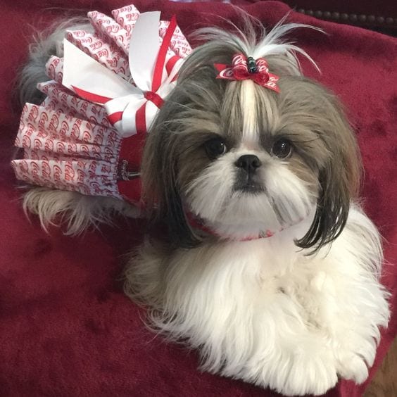 Shih Tzu Hairstyles