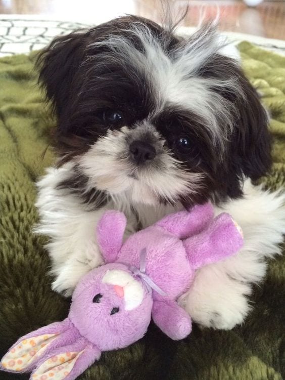 Shih tzu playing his toy