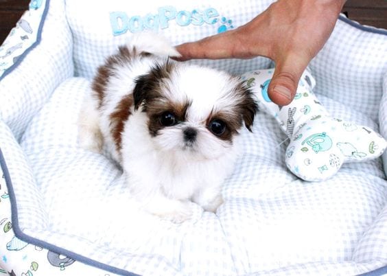 Mistakes To Avoid As A New Shih Tzu Parent