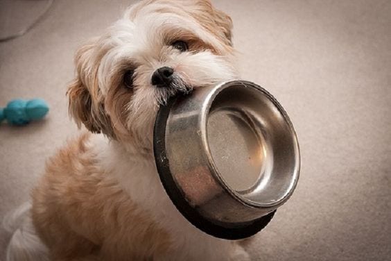 Shih tzu asking for food